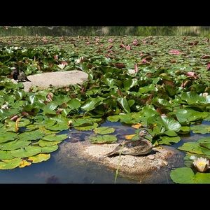 Meet your Posher, Rachelle